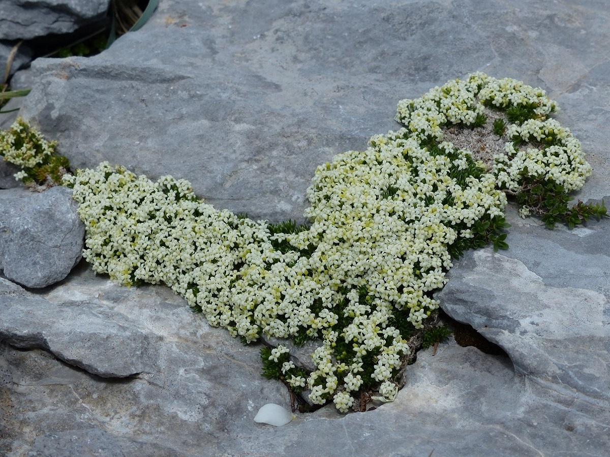 Galium cespitosum (Rubiaceae)